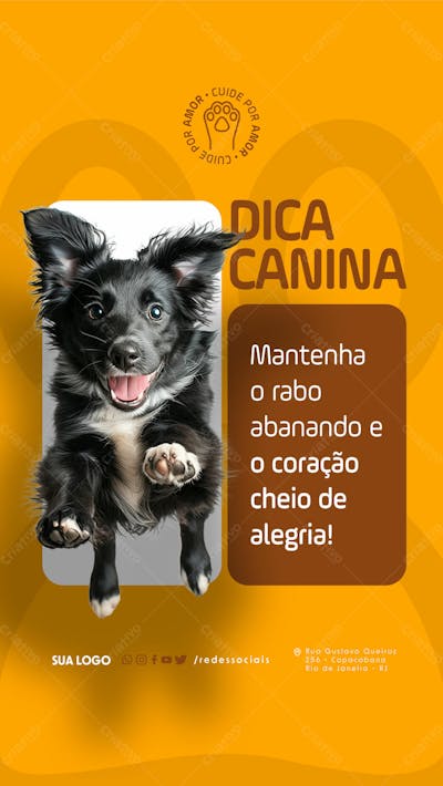 Story   Petshop   Dica Canina