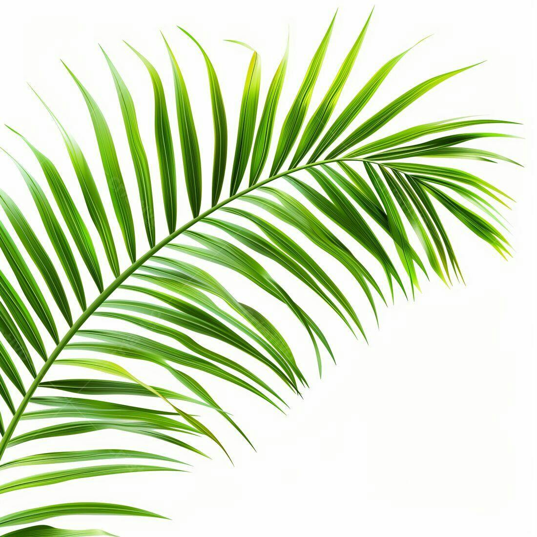 Folha de Palmeira Verde Tropical