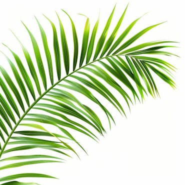 Folha de palmeira | imagem