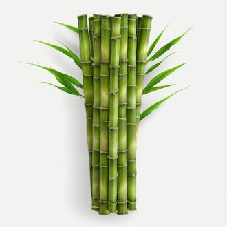 Bamboo | bambu | imagem