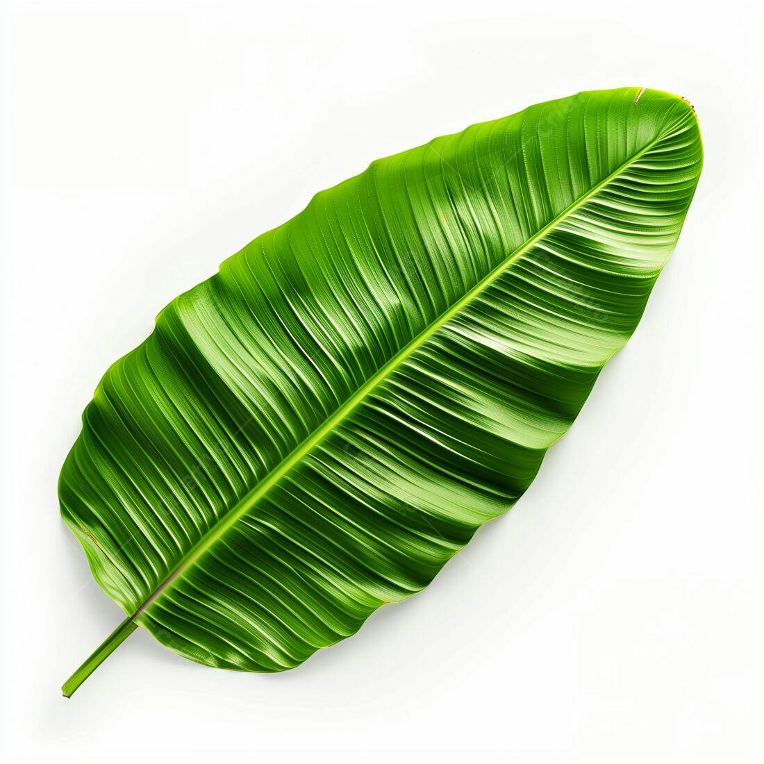Folha tropical verde sobre fundo branco