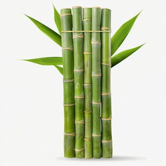 Bamboo | bambu | imagem