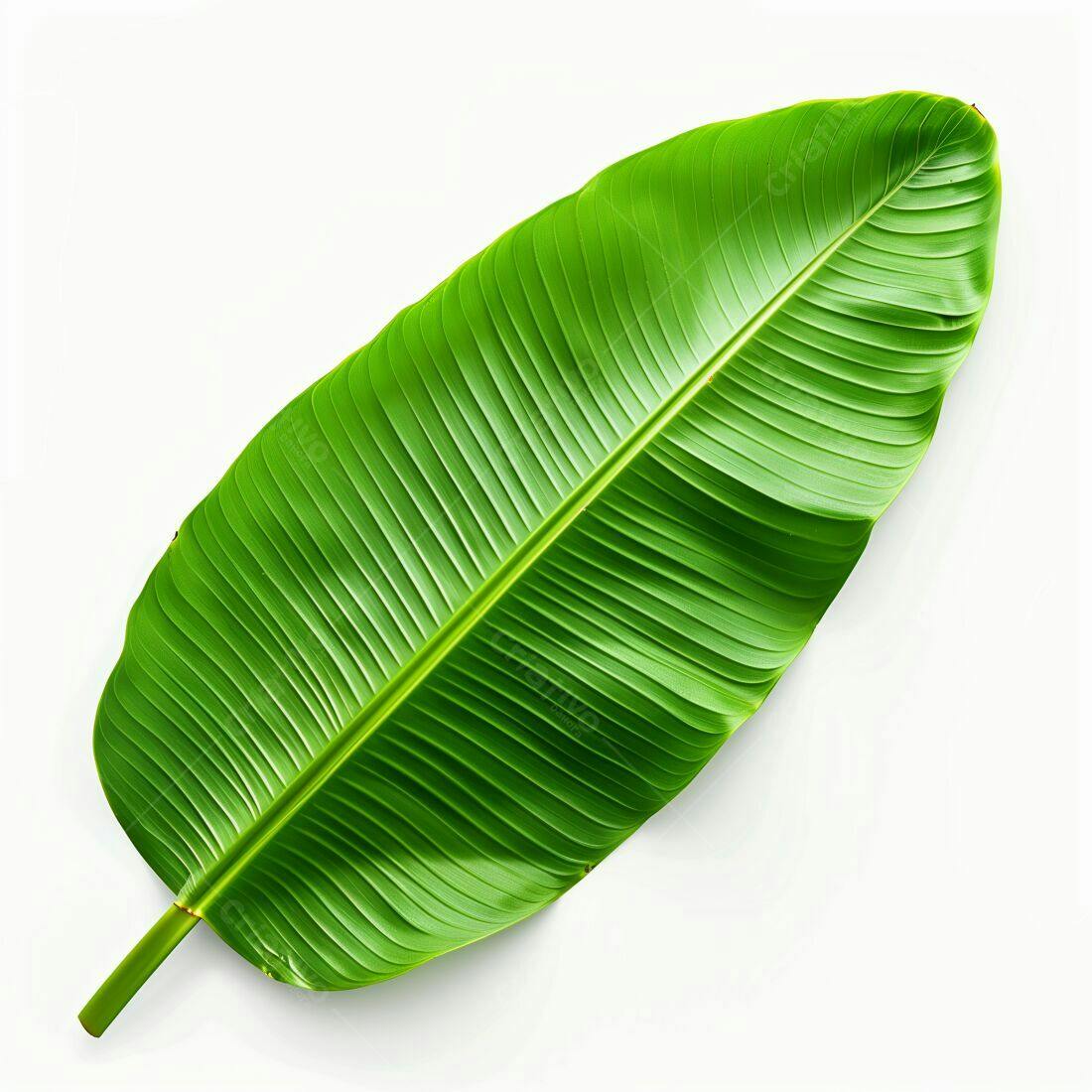 Folha de Banana Verde Sobre Fundo Branco