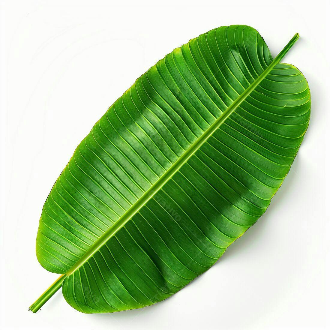 Folha verde tropical sobre fundo branco