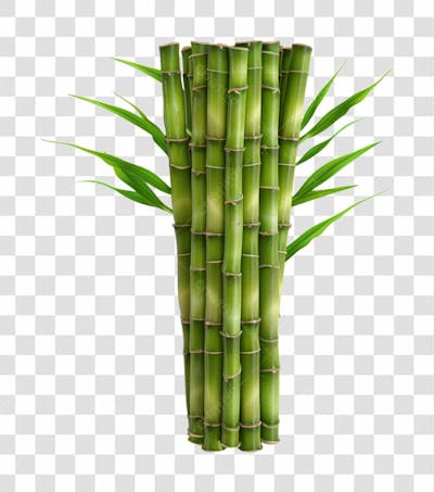 BAMBOO | BAMBU | IMAGEM SEM FUNDO | PNG
