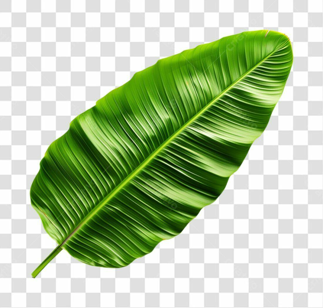 Icone folha tropical PNG com fundo transparente