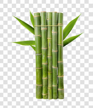 Bamboo | bambu | imagem sem fundo | png