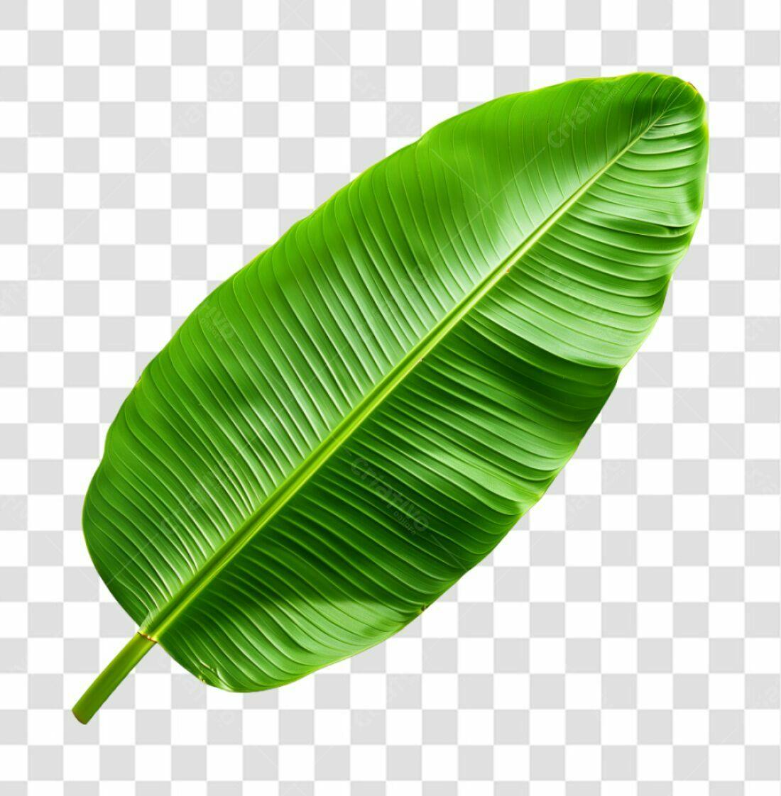 Icone Folha de Banana Tropical PNG com fundo transparente