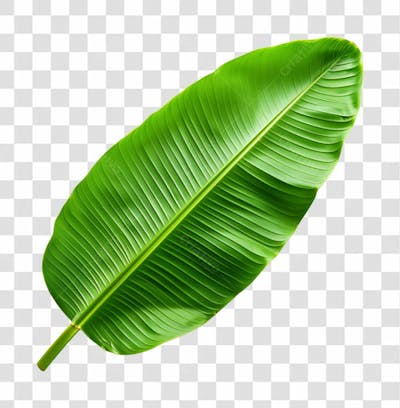 FOLHA DE BANANEIRA | IMAGEM SEM FUNDO | PNG