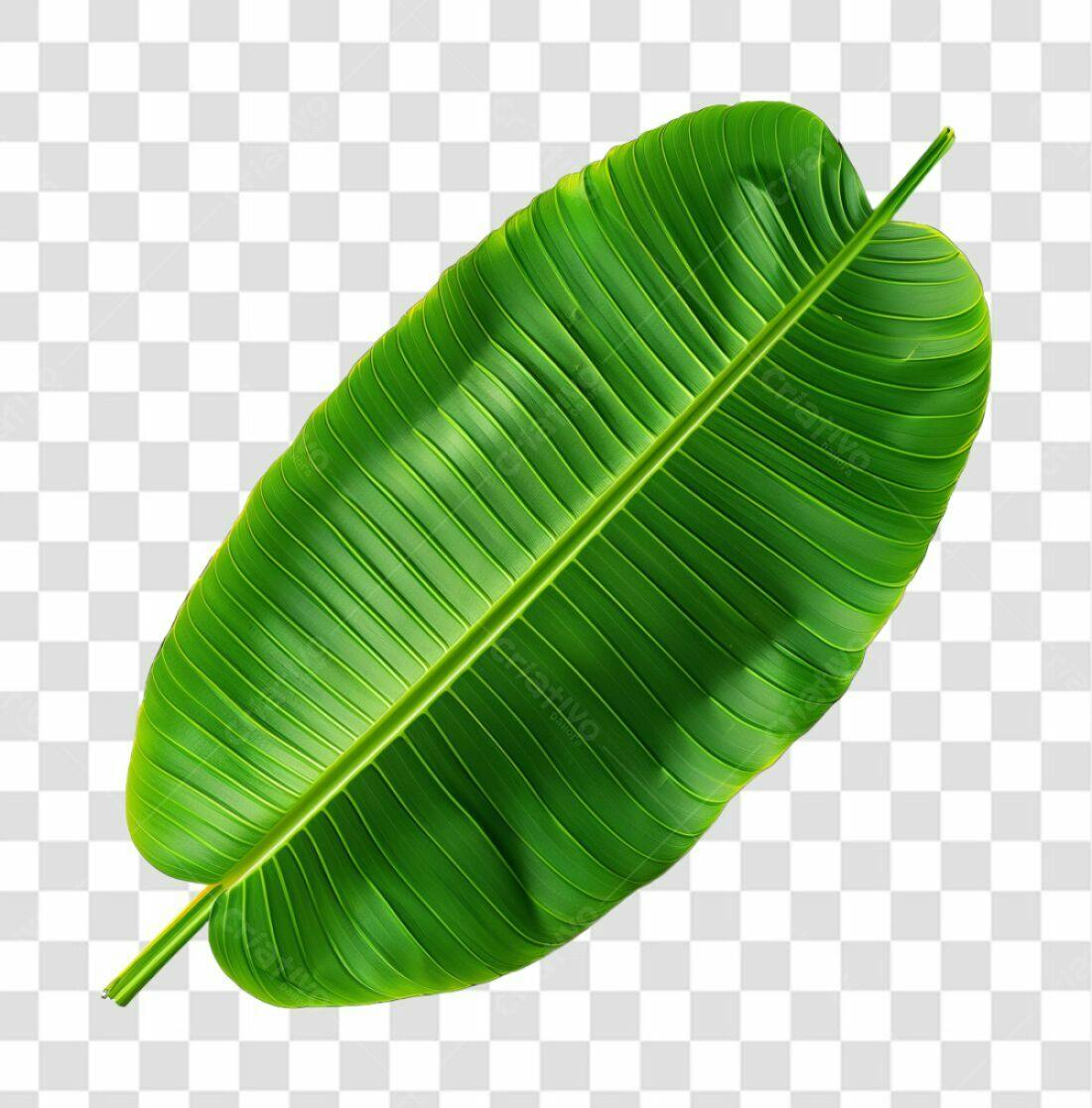 Icone folha tropical PNG com fundo transparente