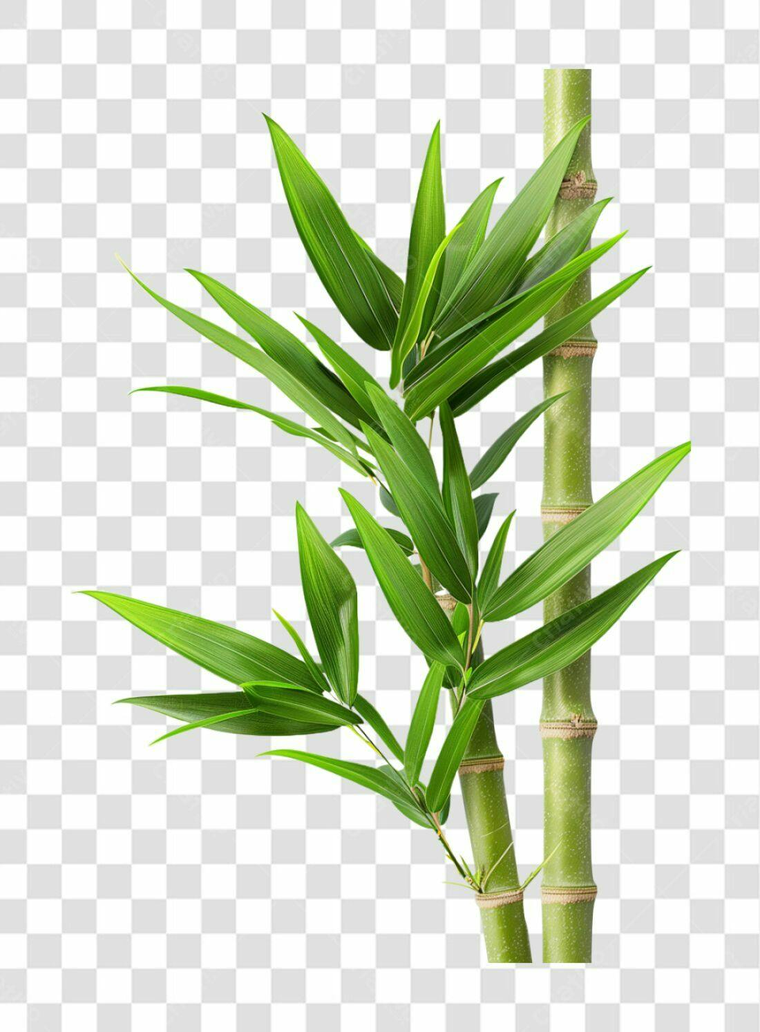 Icone Bambu PNG com fundo transparente