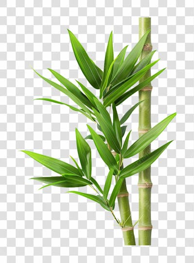 BAMBOO | BAMBU | IMAGEM SEM FUNDO | PNG