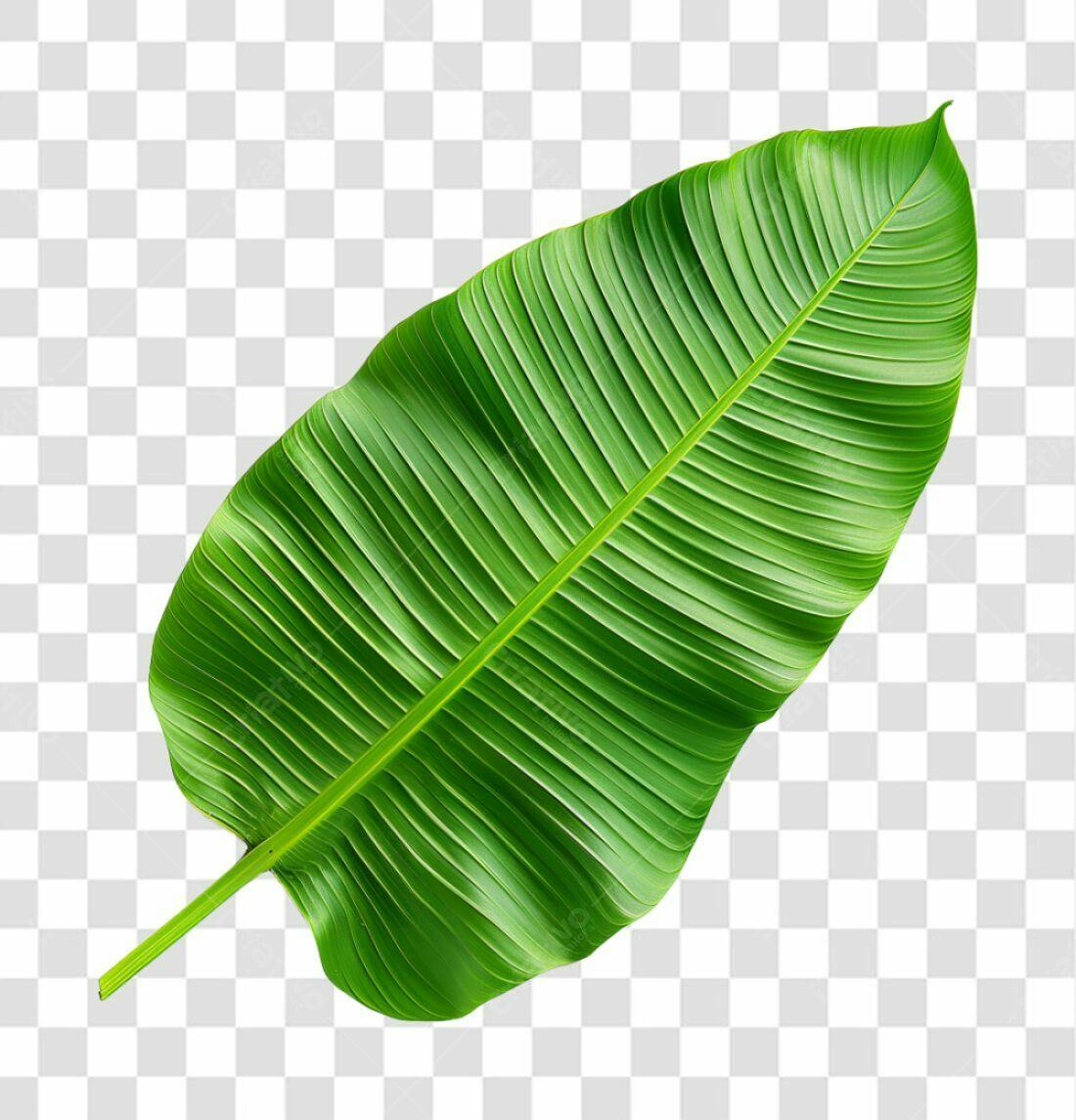 Icone Folha de Banana Verde PNG com fundo transparente