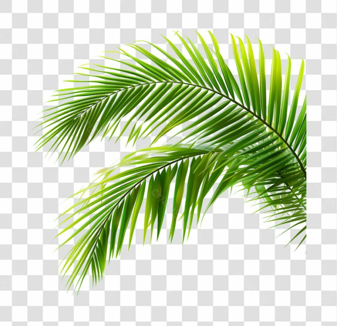 Icone Folhas de Palma Tropical PNG com fundo transparente