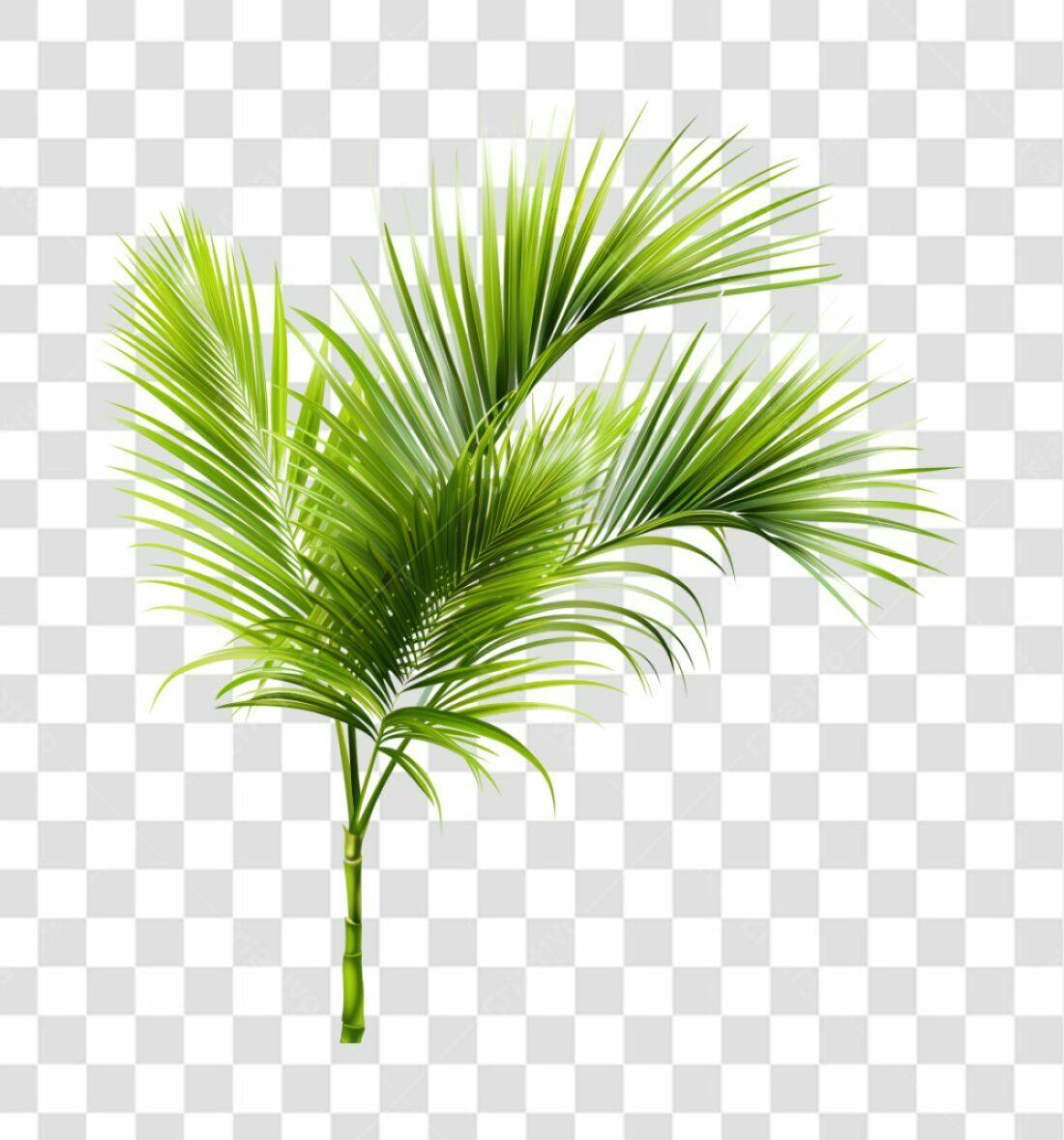 Icone Folhas de Palmeira PNG com fundo transparente