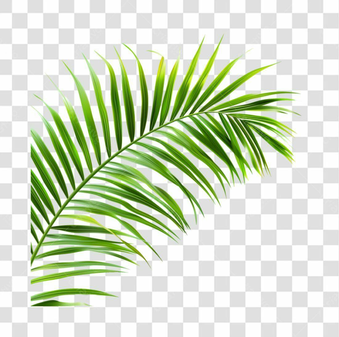 Icone Folha de Palma Tropical PNG com fundo transparente