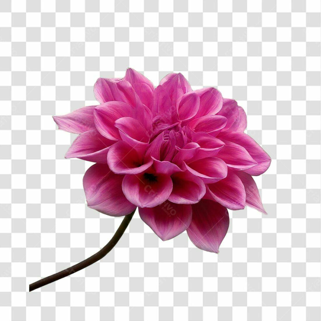 Icone Dahlia Rosa PNG com fundo transparente