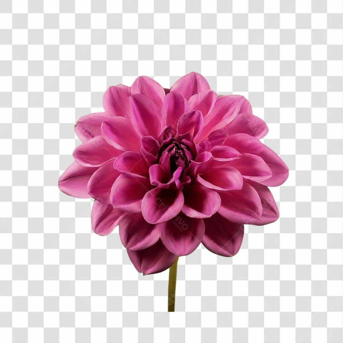 Icone Dahlia Rosa PNG com fundo transparente