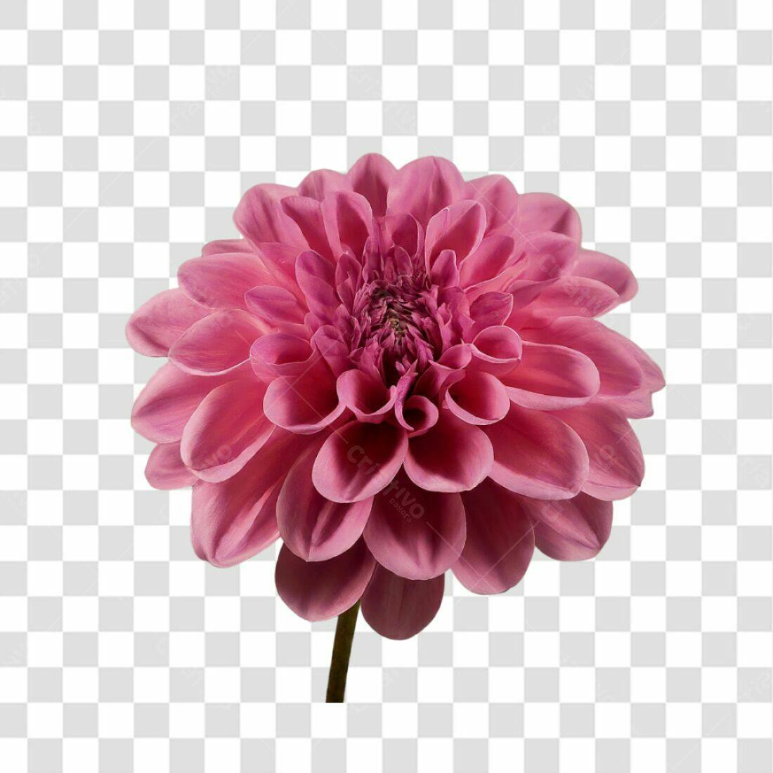 Icone Dahlia Rosa PNG com fundo transparente