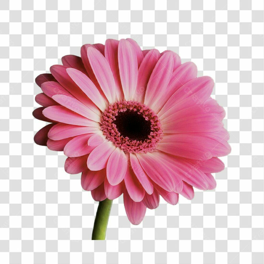 Icone Gerbera Rosa PNG com fundo transparente