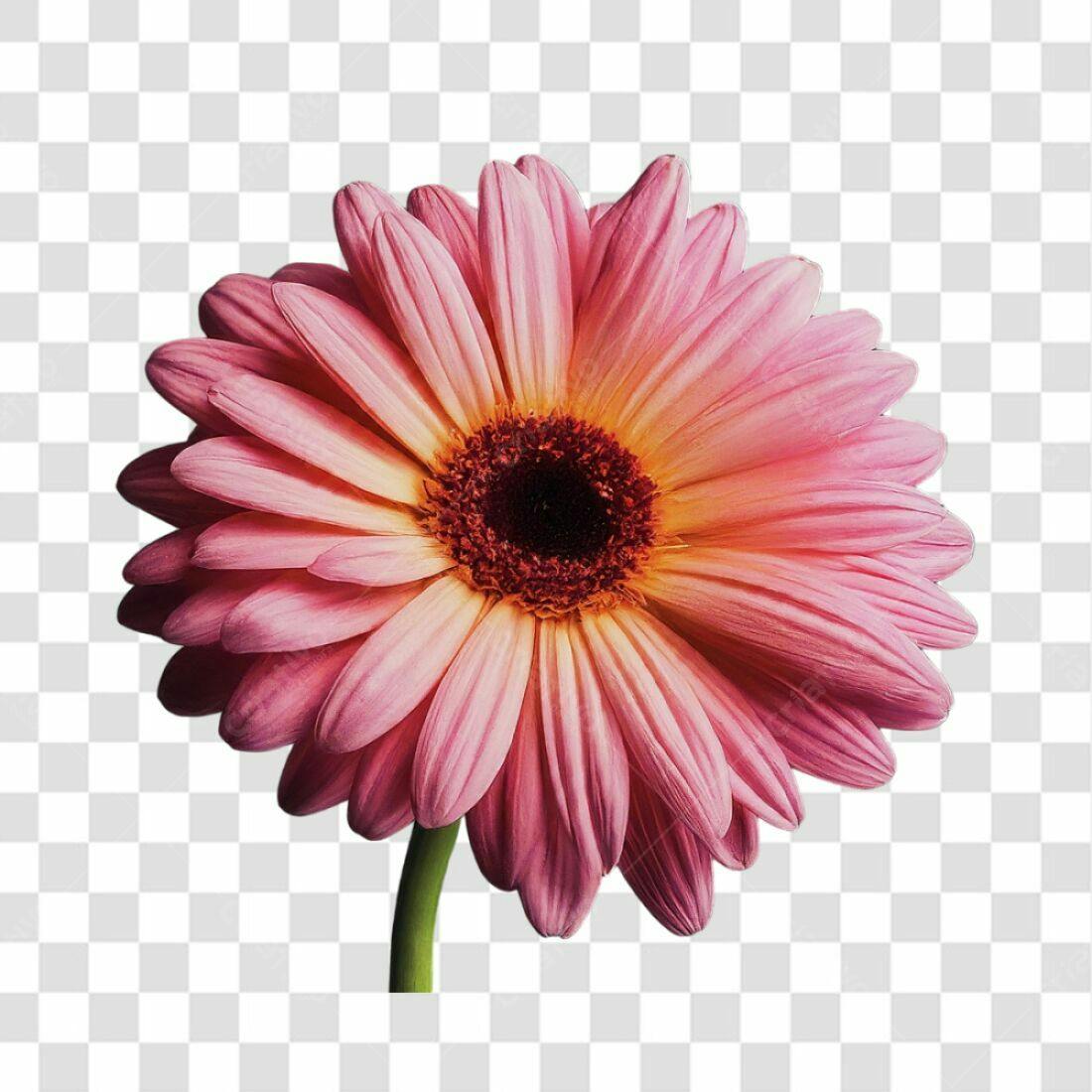 Icone Gerbera Rosa PNG com fundo transparente