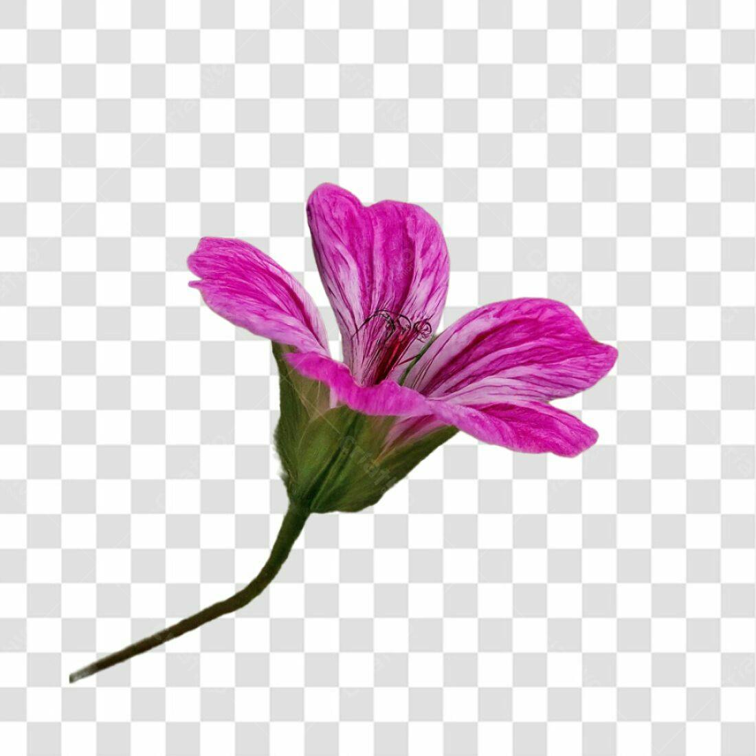 Icone Flor Rosa Lilás PNG com fundo transparente