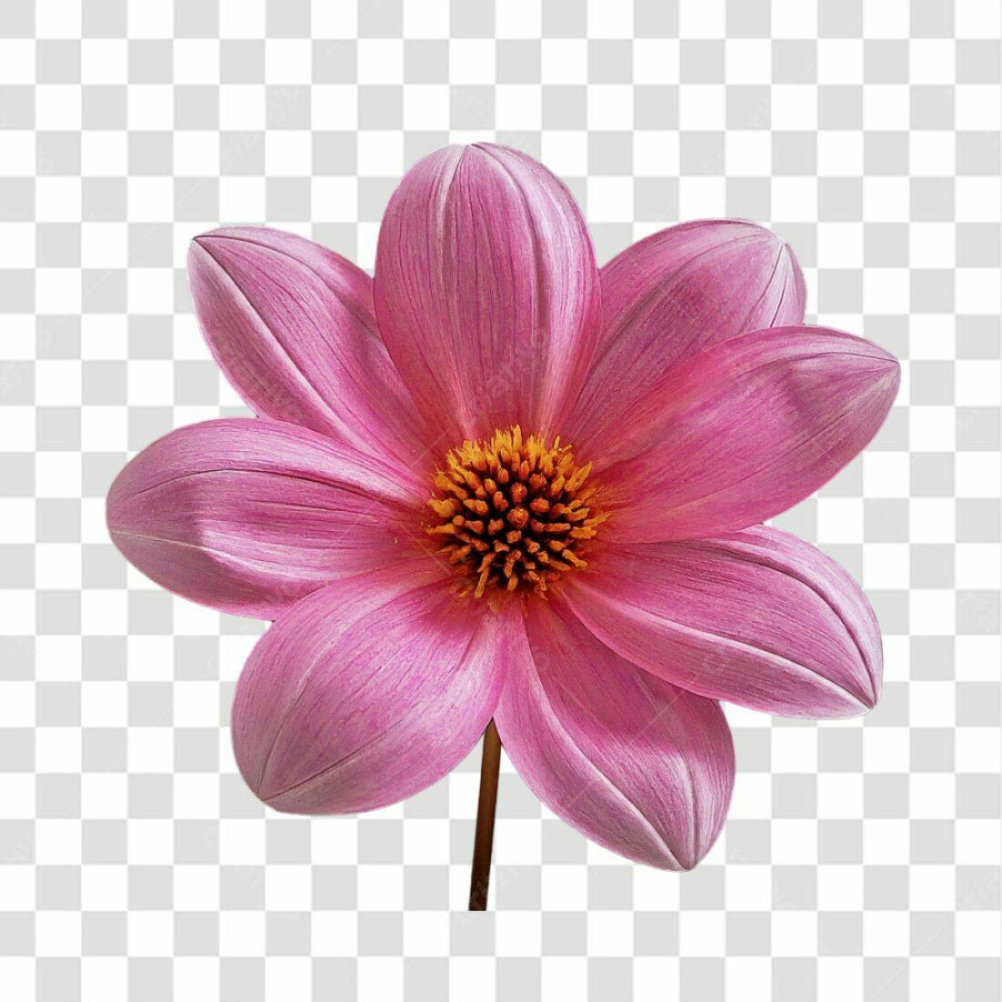 Icone Flor Rosa PNG com fundo transparente