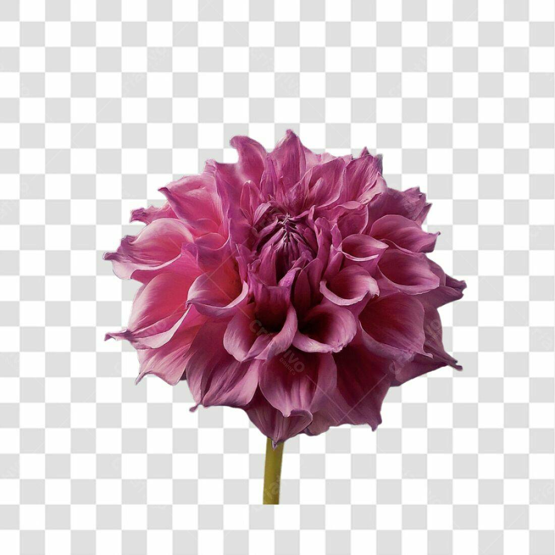 Icone Dahlia Rosa PNG com fundo transparente
