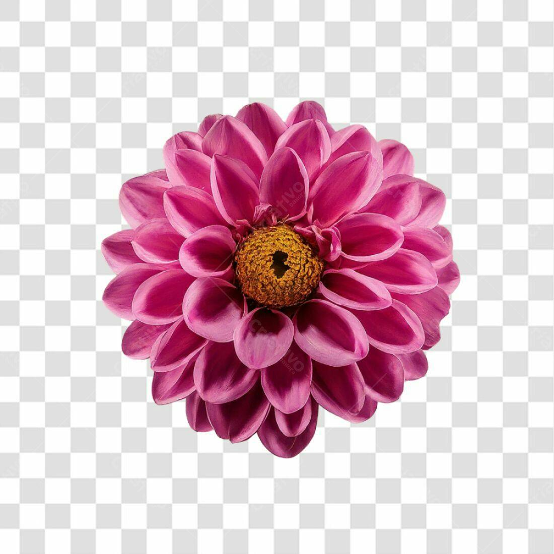 Icone floral Dahlia Rosa PNG com fundo transparente