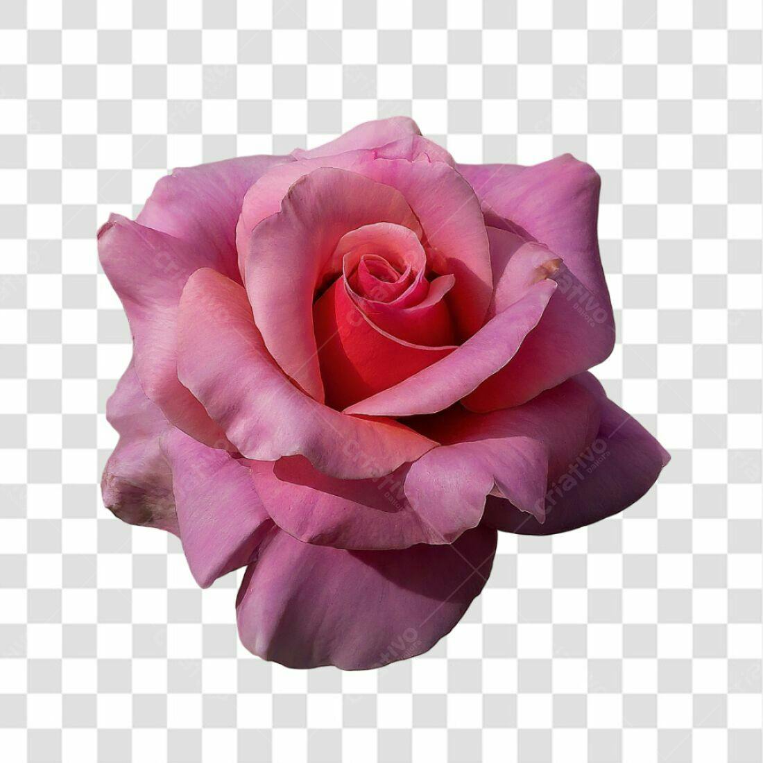 Icone Rosa Romântica PNG com fundo transparente