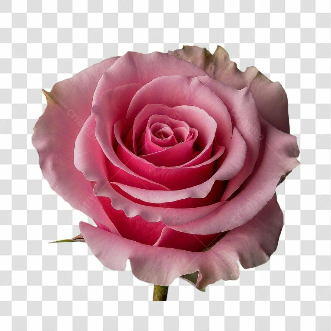 Imagem Rosa Romântica PNG com fundo transparente