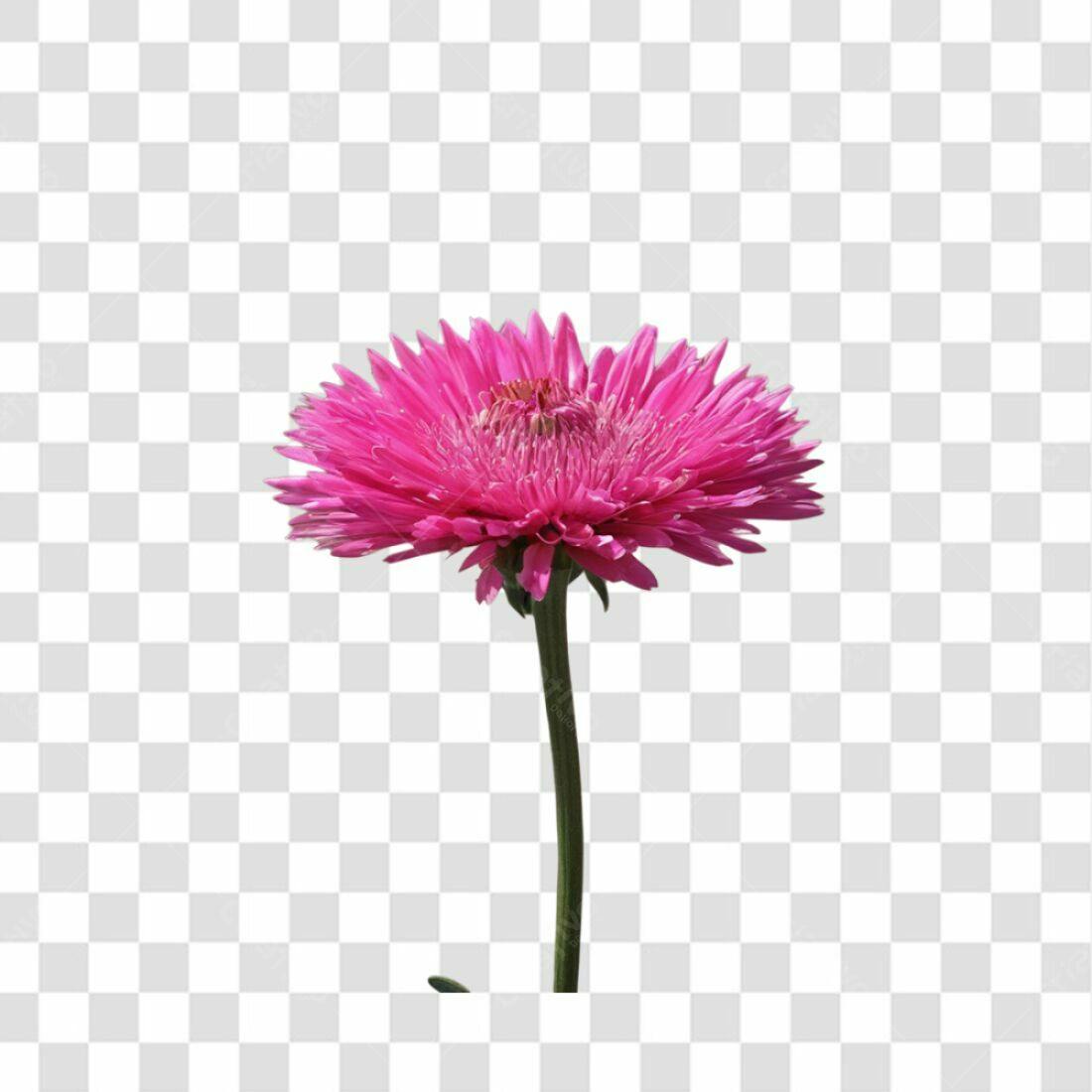 Icone Flor Rosa PNG com fundo transparente
