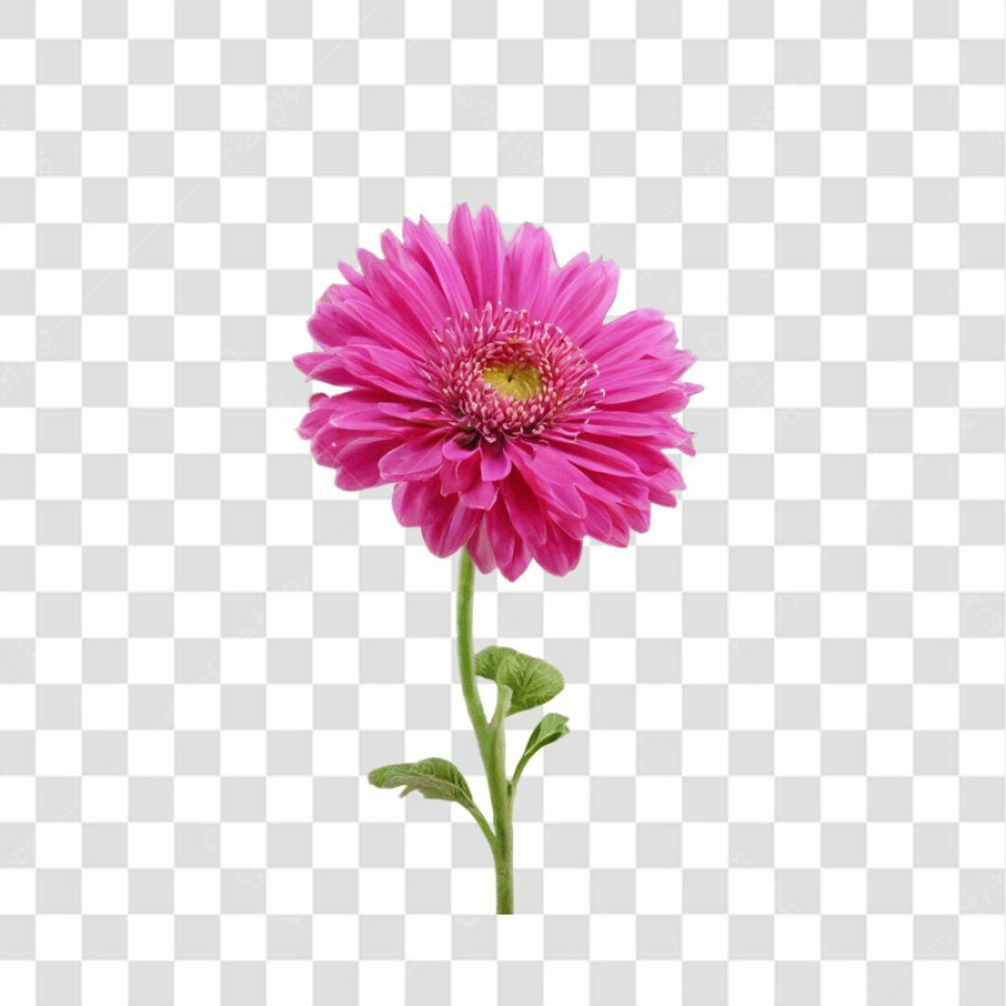 Icone Gerbera Rosa Dia das Mães PNG com fundo transparente
