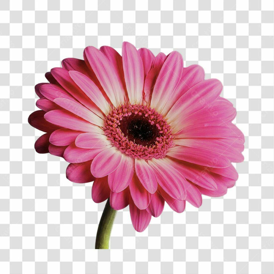 Icone Gerbera Rosa PNG com fundo transparente
