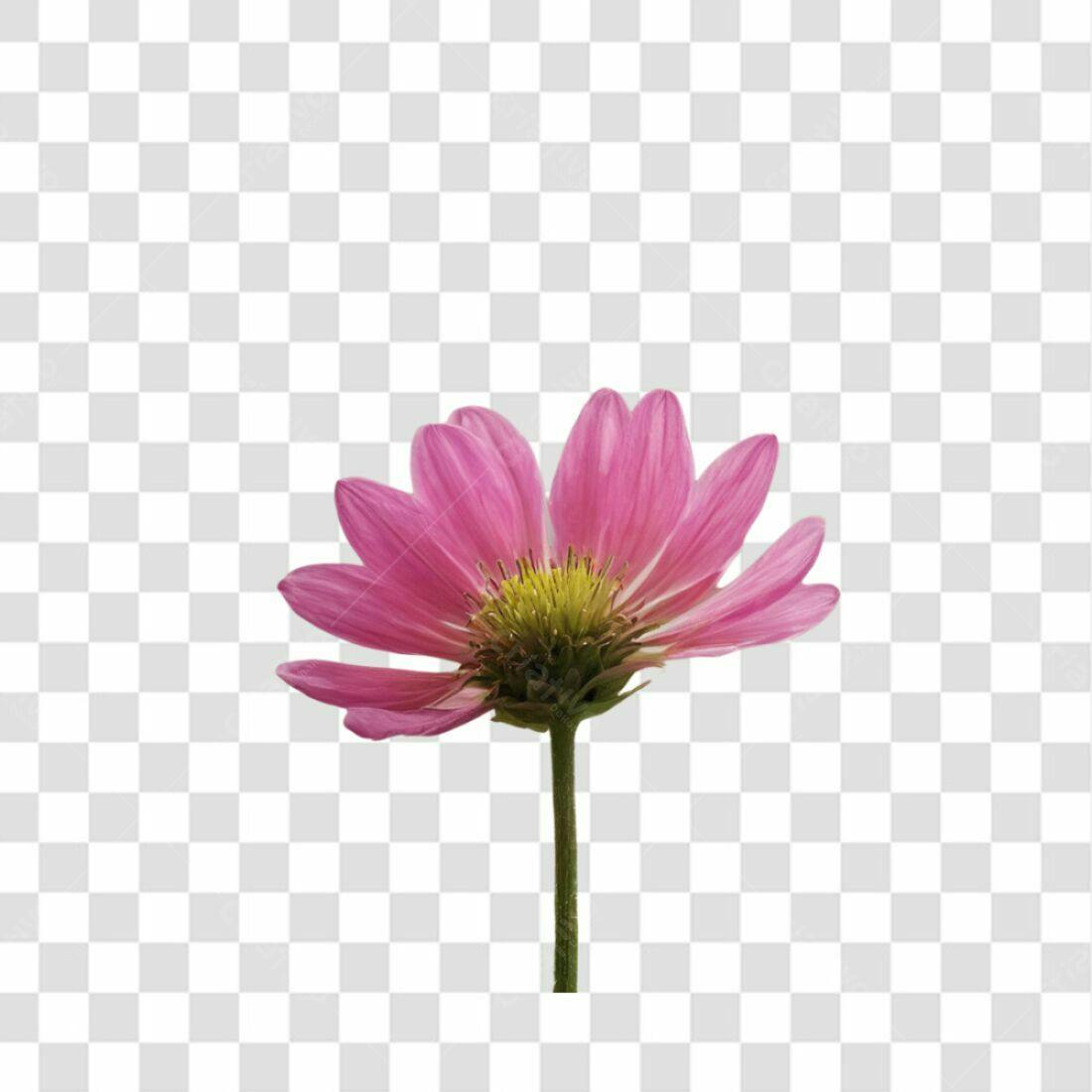 Icone Flor Rosa PNG com fundo transparente