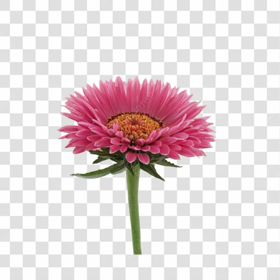 Icone Gerbera Rosa PNG com fundo transparente