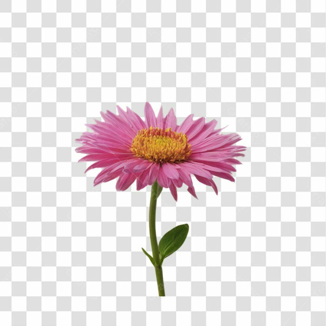 Icone Flor Rosa Dia das Mães PNG com fundo transparente