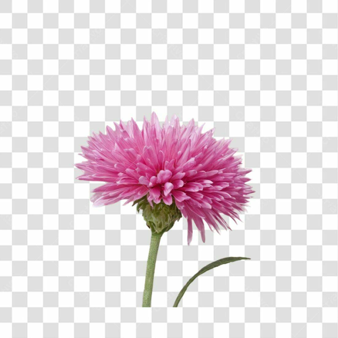 Icone Flor Rosa Dia das Mães PNG com fundo transparente