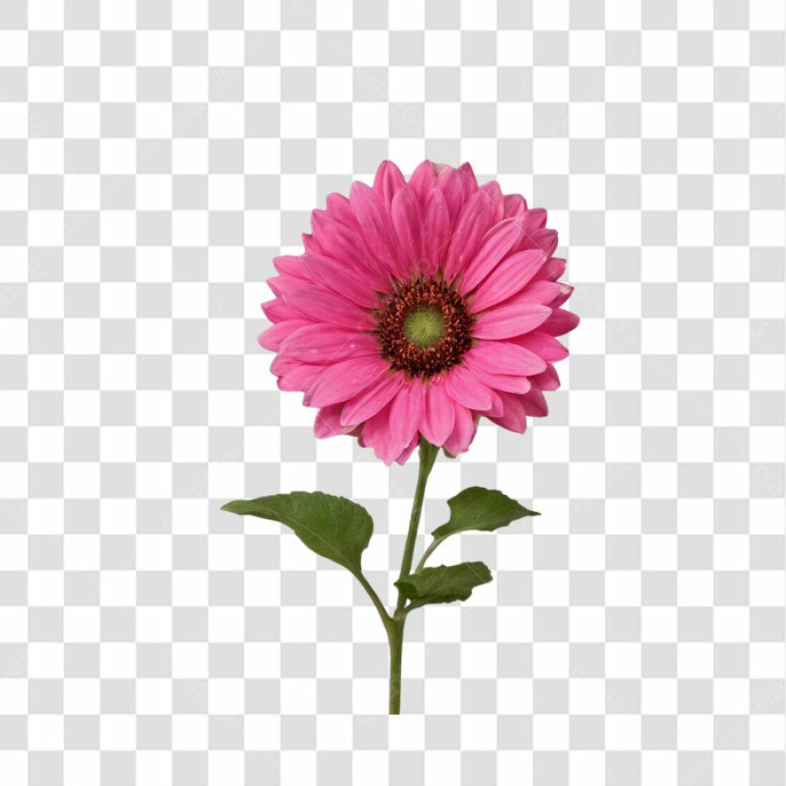 Icone Gerbera Rosa PNG com fundo transparente
