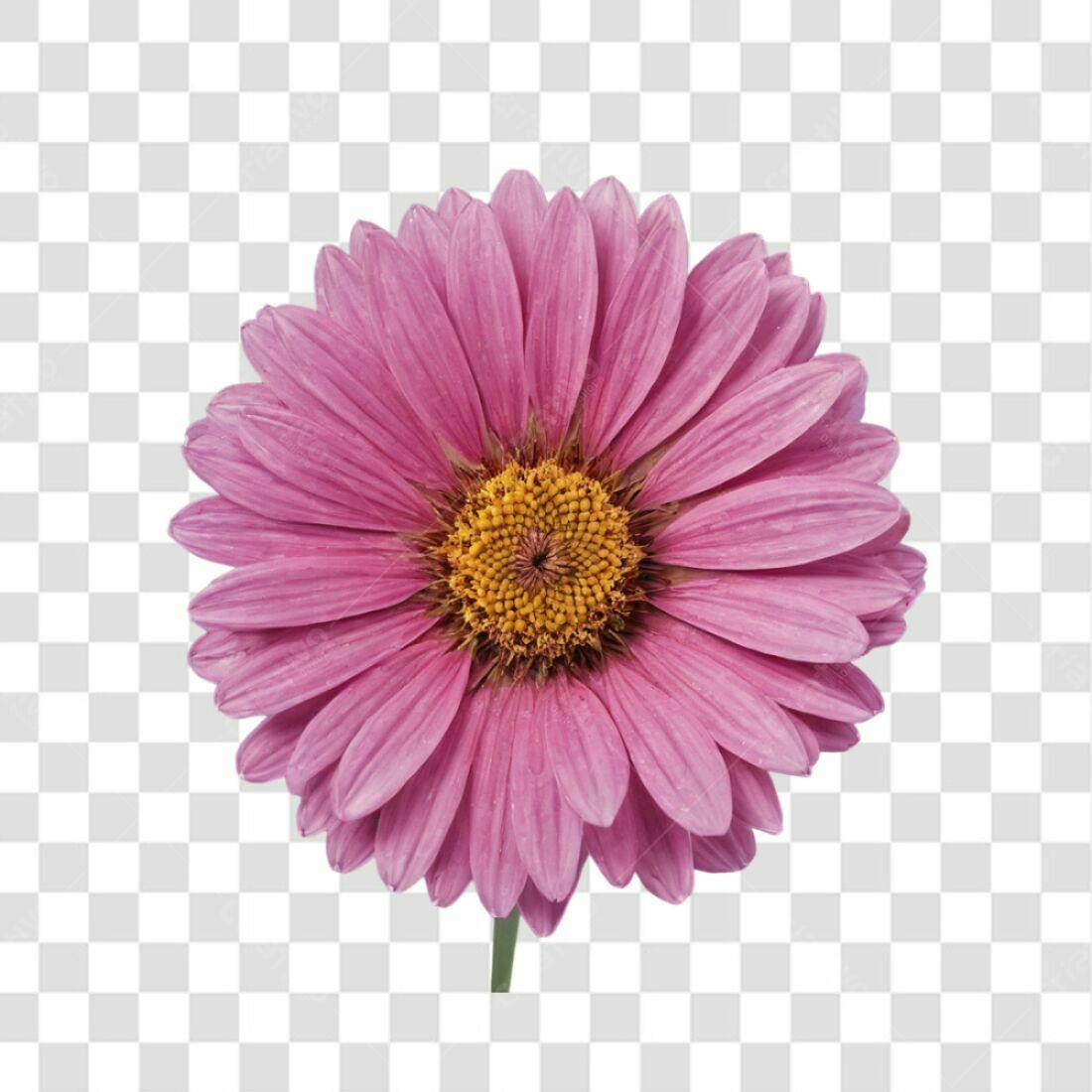 Icone Flor Rosa Dia das Mães PNG com fundo transparente