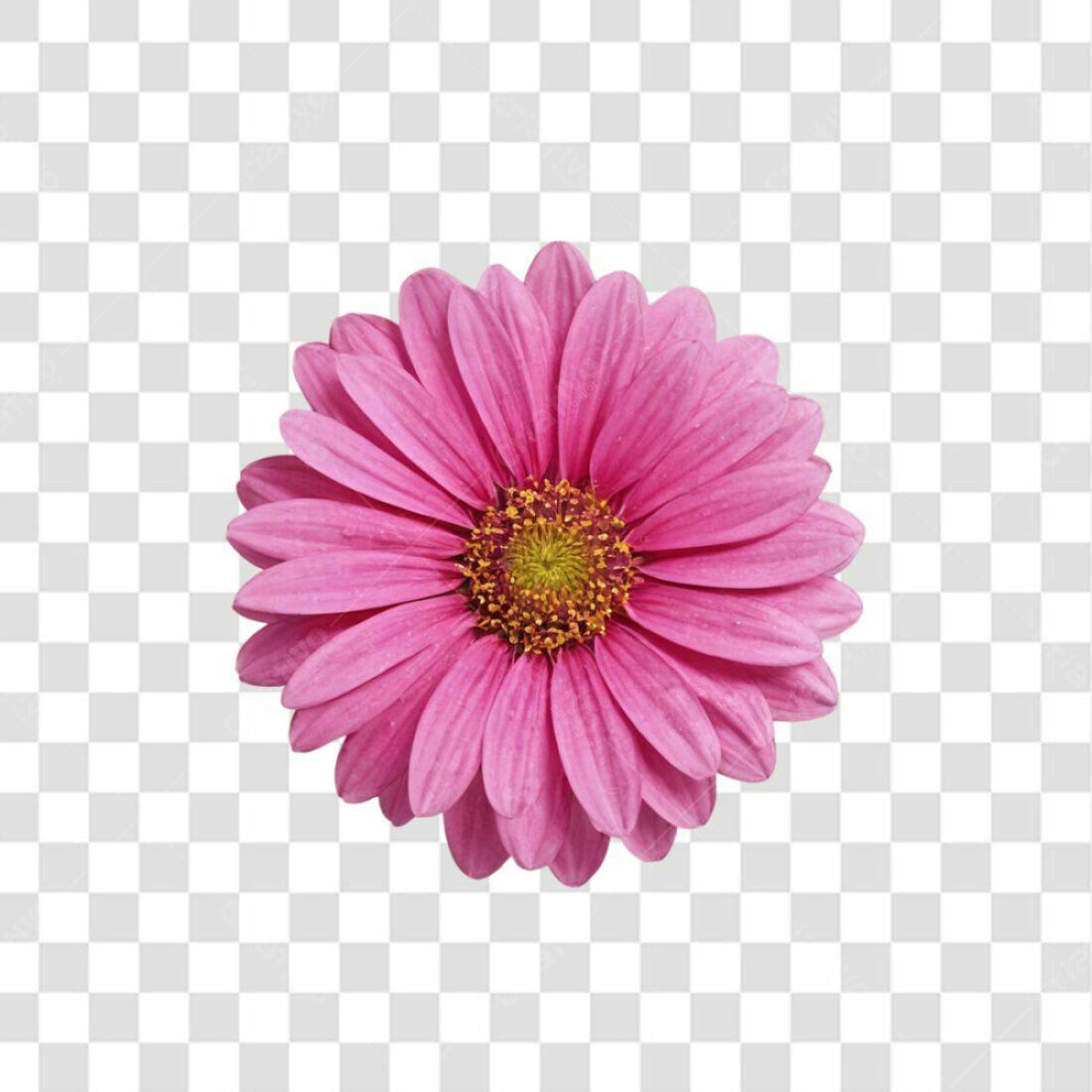Icone Flor Rosa Dia das Mães PNG com fundo transparente