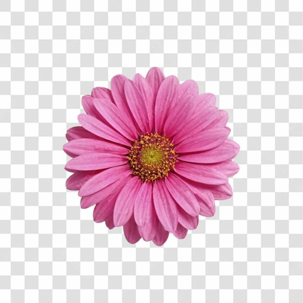 Flor Rosa Png Transparente