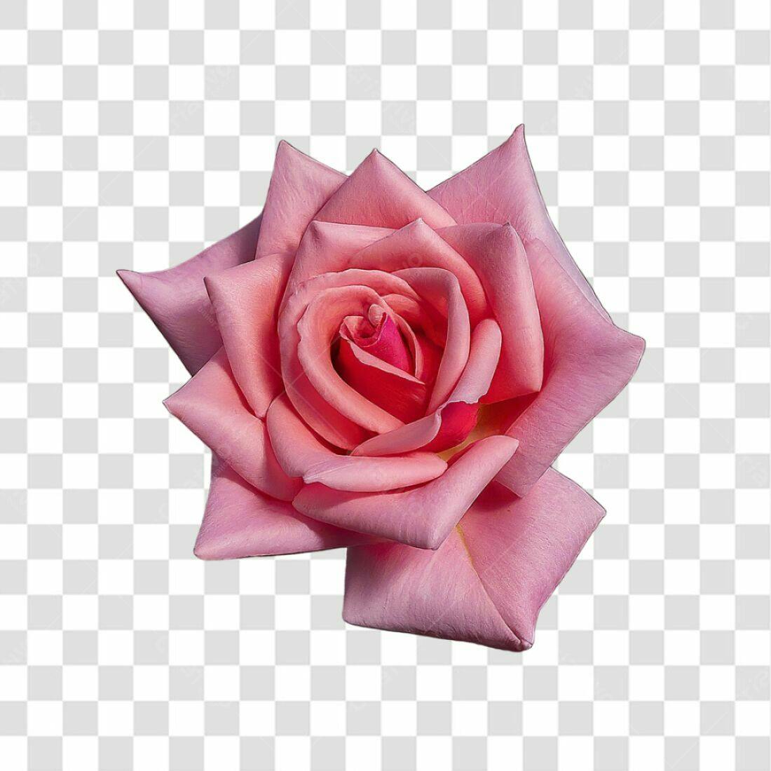 Icone Rosa Romântica PNG com fundo transparente
