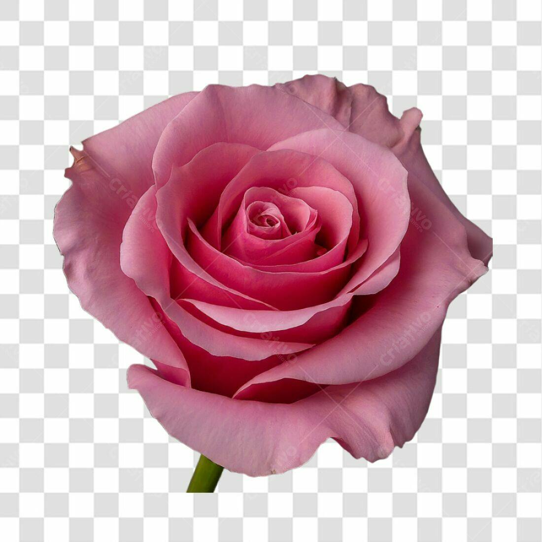 Icone Rosa Romântica PNG com fundo transparente