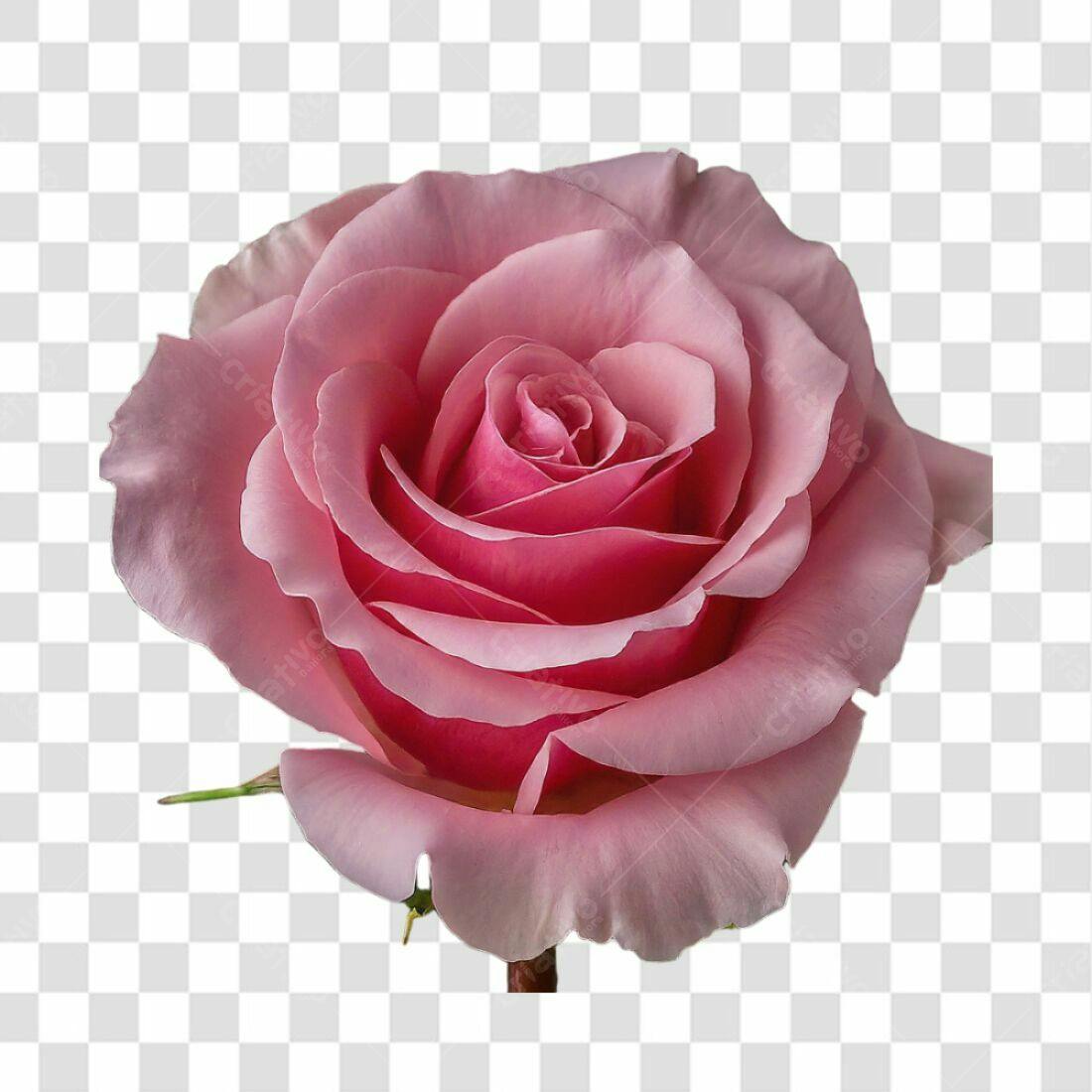 Icone Rosa Romântica PNG com fundo transparente