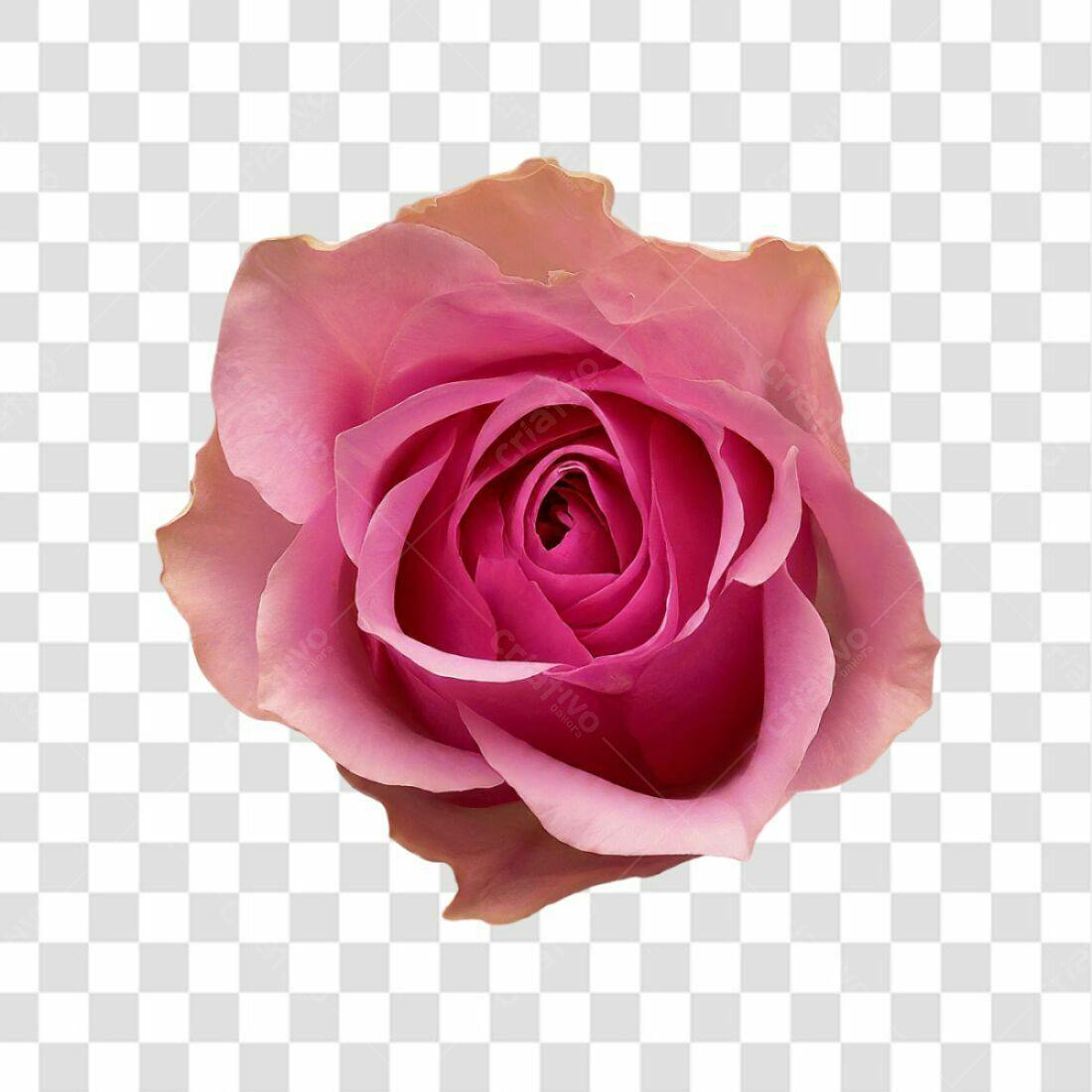 Icone Rosa Romântica PNG com fundo transparente