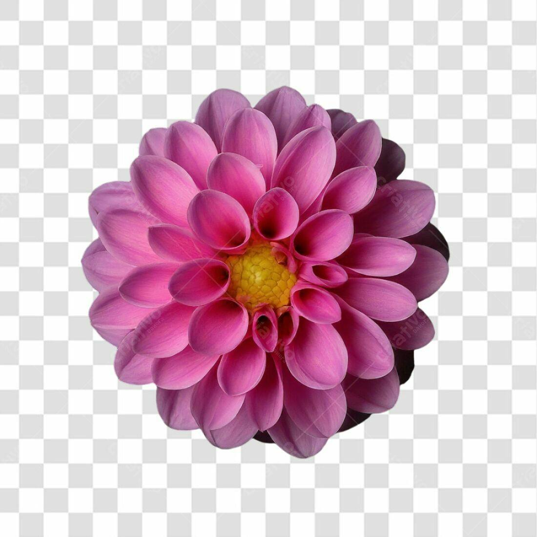 Icone Dahlia Rosa PNG com fundo transparente