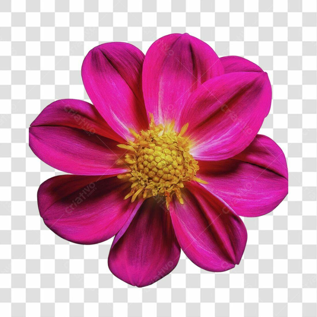Icone Flor Dália Rosa PNG com fundo transparente