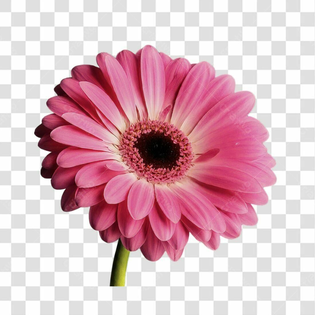 Icone Gerbera Rosa PNG com fundo transparente