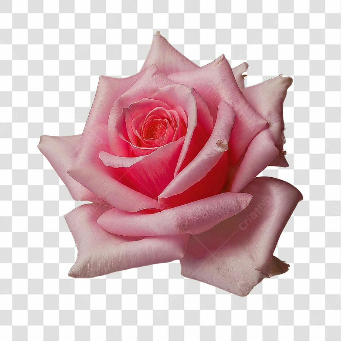 Icone Rosa Romântica PNG com fundo transparente